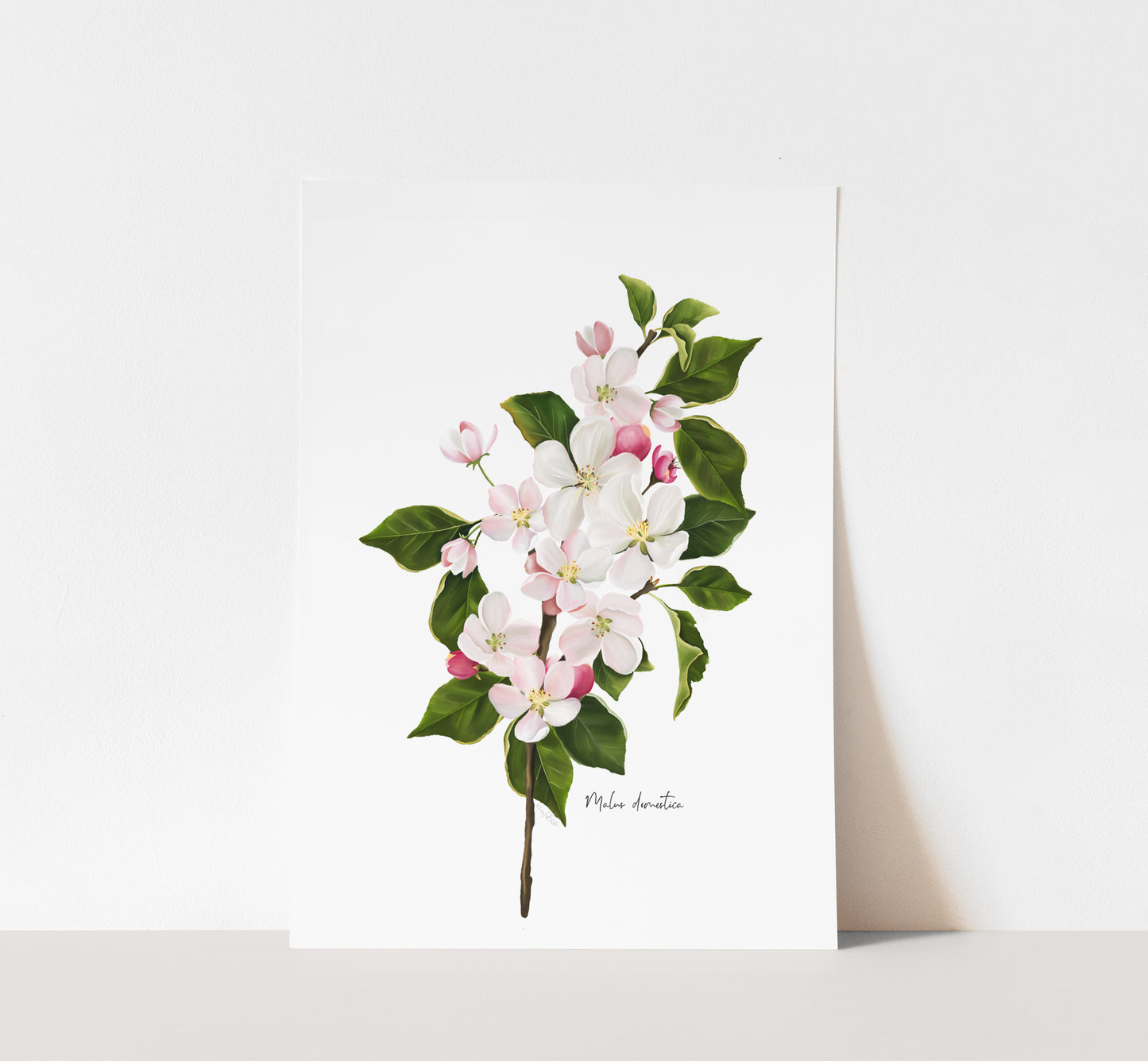 Apple Blossom Wall Art Print - Studio Q - Art by Nicky Quartermaine Scott