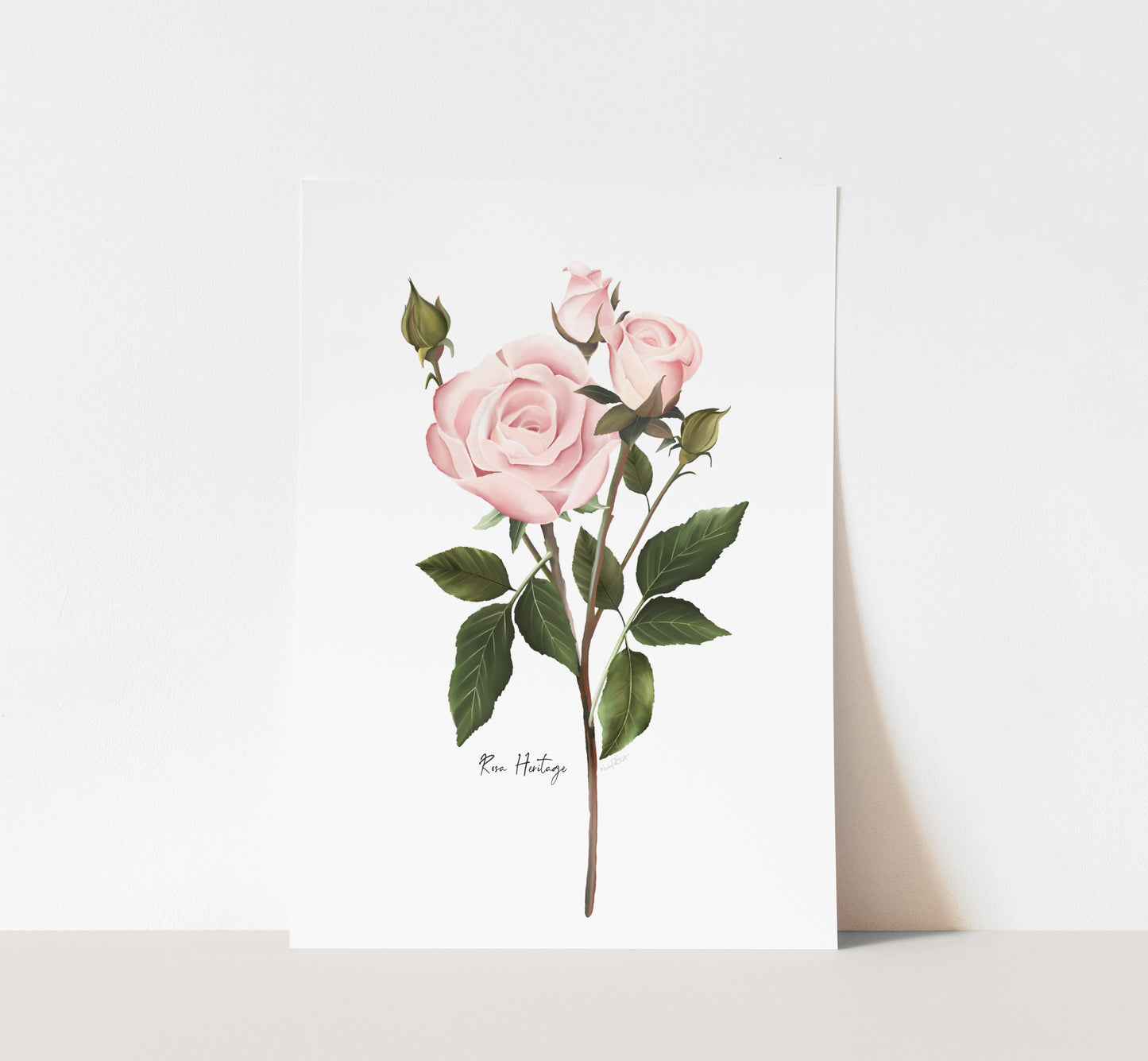 English Pink Rose Wall Art Print- Studio Q - Art by Nicky Quartermaine Scott