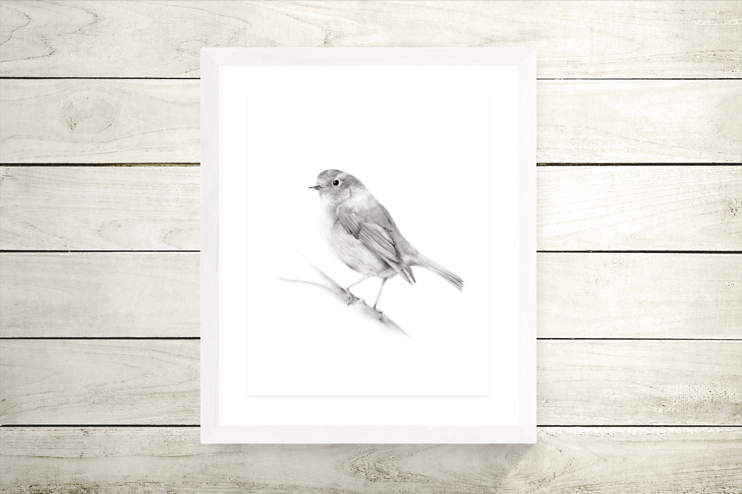 Bird (Robin) Pencil Drawing Print - Studio Q - Art by Nicky Quartermaine Scott