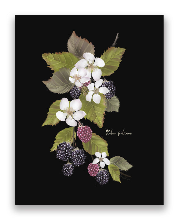 Blackberries Flower Art Print - Studio Q - Art by Nicky Quartermaine Scott