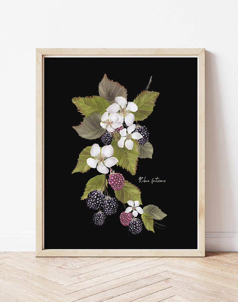Blackberries Flower Art Print - Studio Q - Art by Nicky Quartermaine Scott