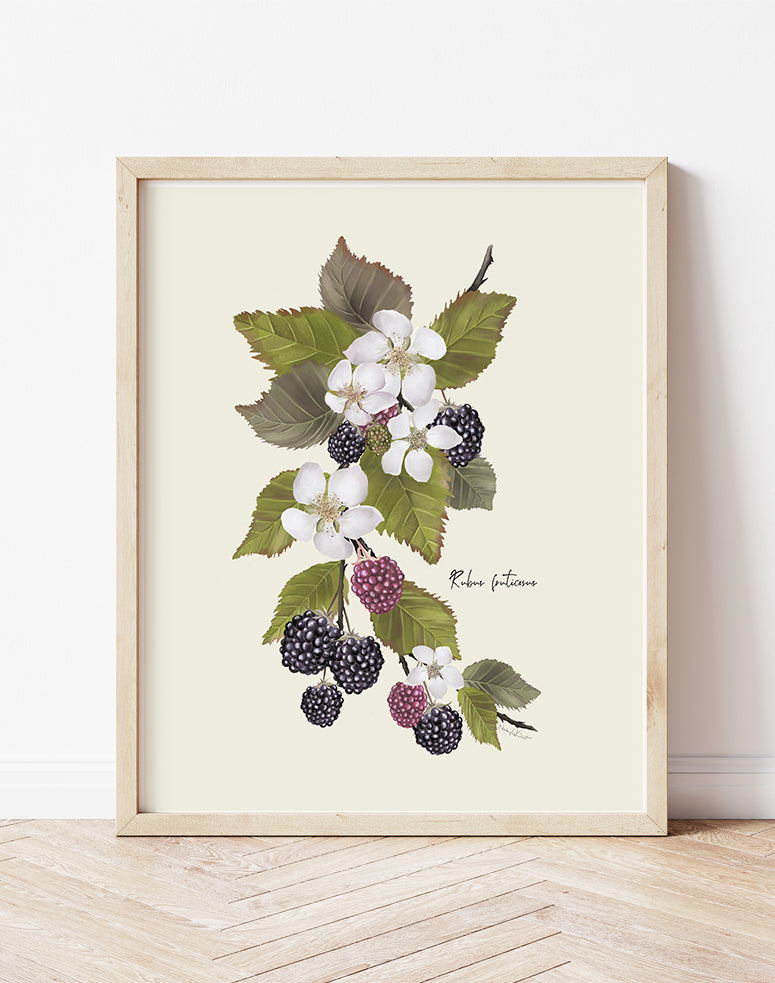Blackberries Flower Art Print - Studio Q - Art by Nicky Quartermaine Scott