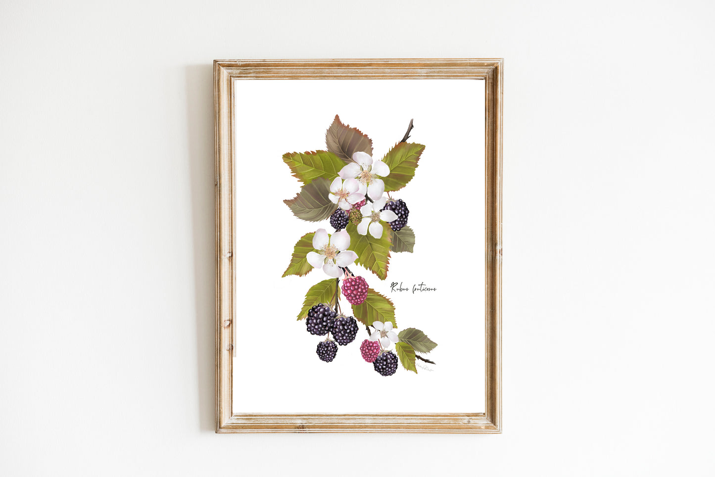 Blackberries Flower Art Print - Studio Q - Art by Nicky Quartermaine Scott