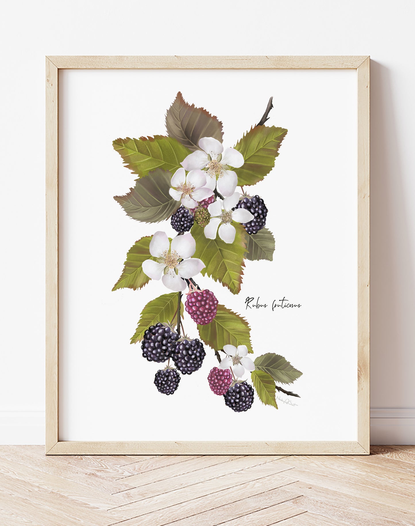 Blackberries Flower Art Print - Studio Q - Art by Nicky Quartermaine Scott