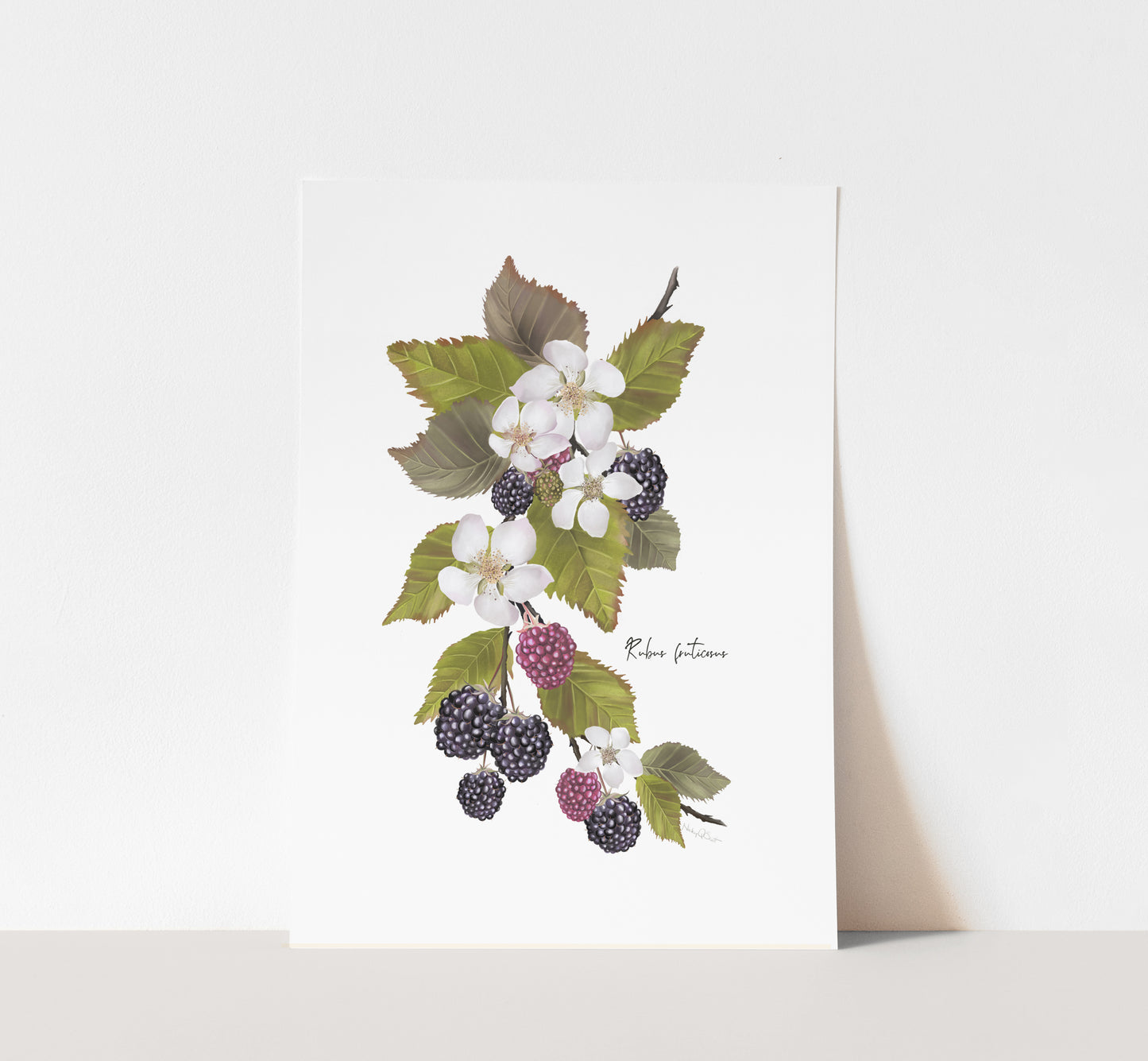 Blackberries Flower Art Print - Studio Q - Art by Nicky Quartermaine Scott