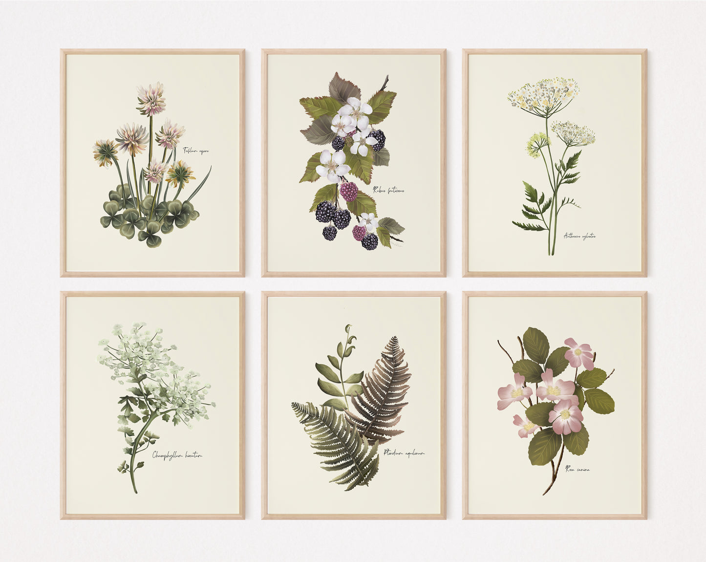 Wildflower Floral Art Prints - Set 6- Studio Q - Art by Nicky Quartermaine Scott