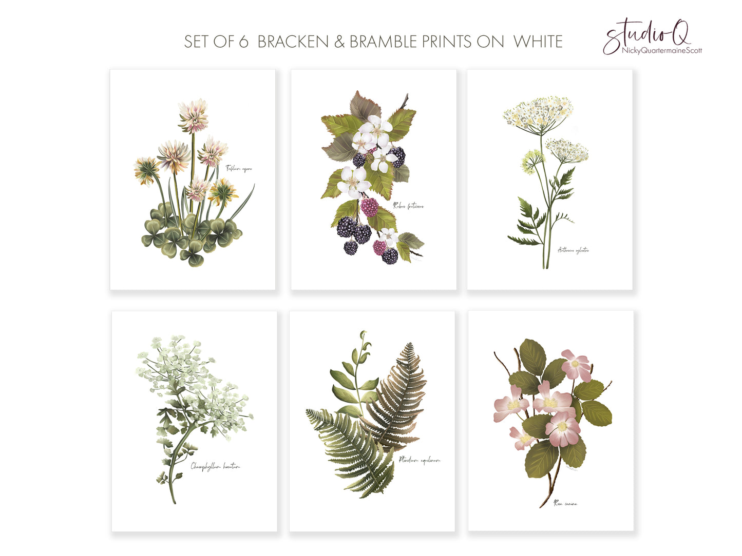 Wildflower Floral Art Prints - Set 6- Studio Q - Art by Nicky Quartermaine Scott