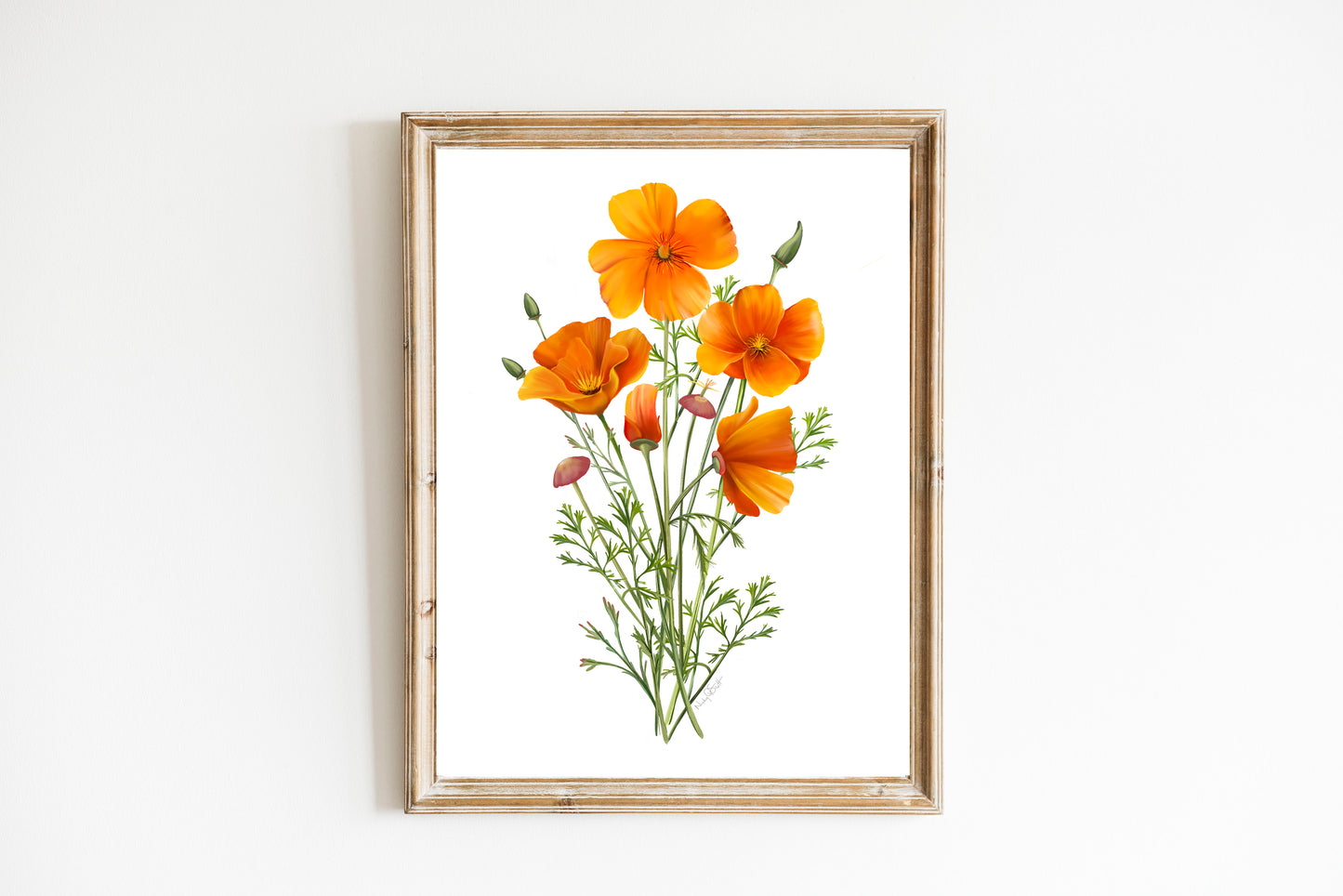 California Poppies Flower Art Print- Studio Q - Art by Nicky Quartermaine Scott
