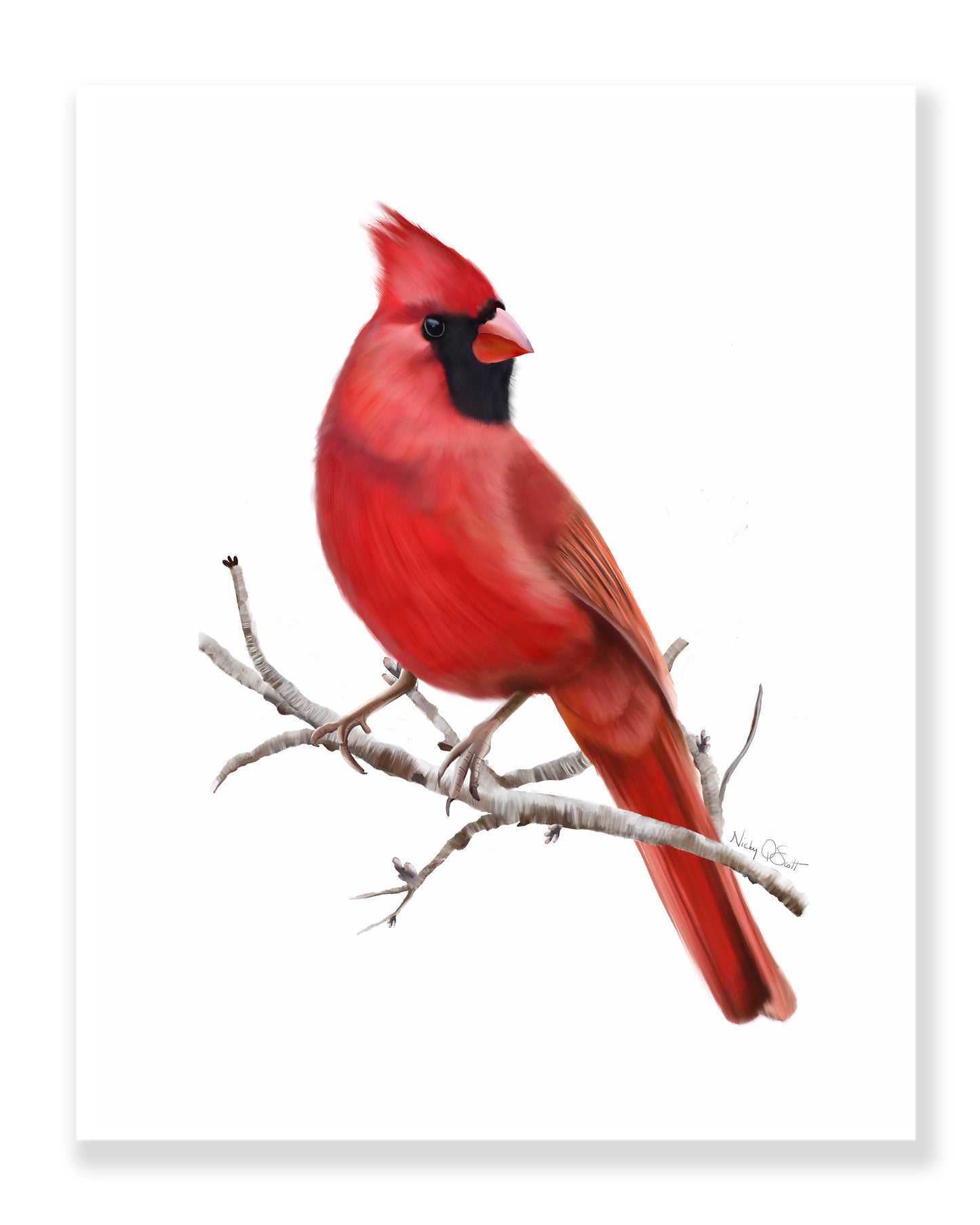 Cardinal Bird Art Prints - Set of 2 - Studio Q - Art by Nicky Quartermaine Scott