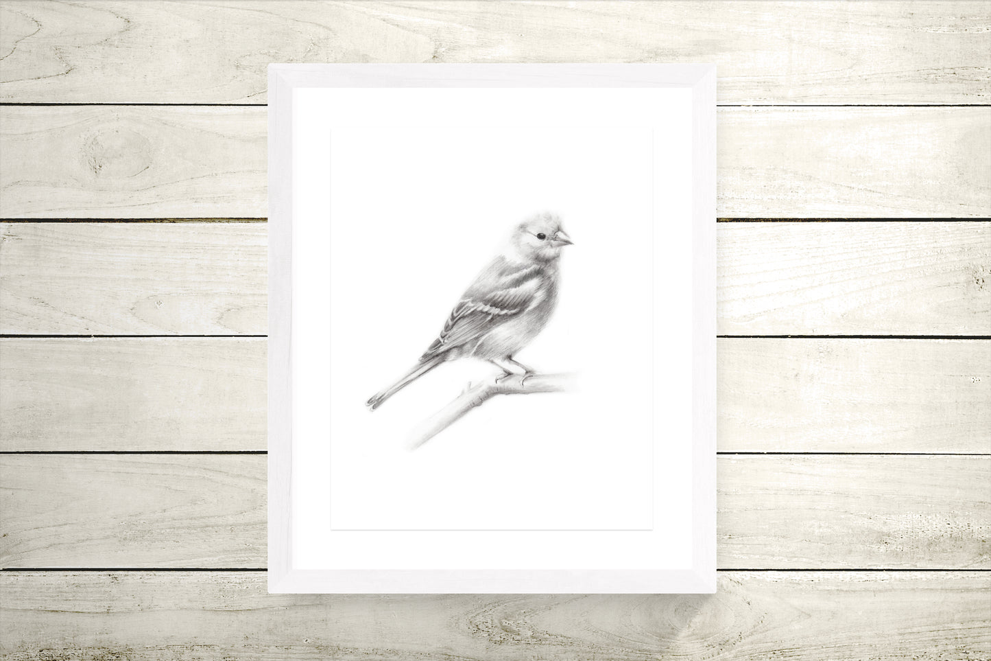 Bird (Chaffinch) Pencil Drawing Print - Studio Q - Art by Nicky Quartermaine Scott