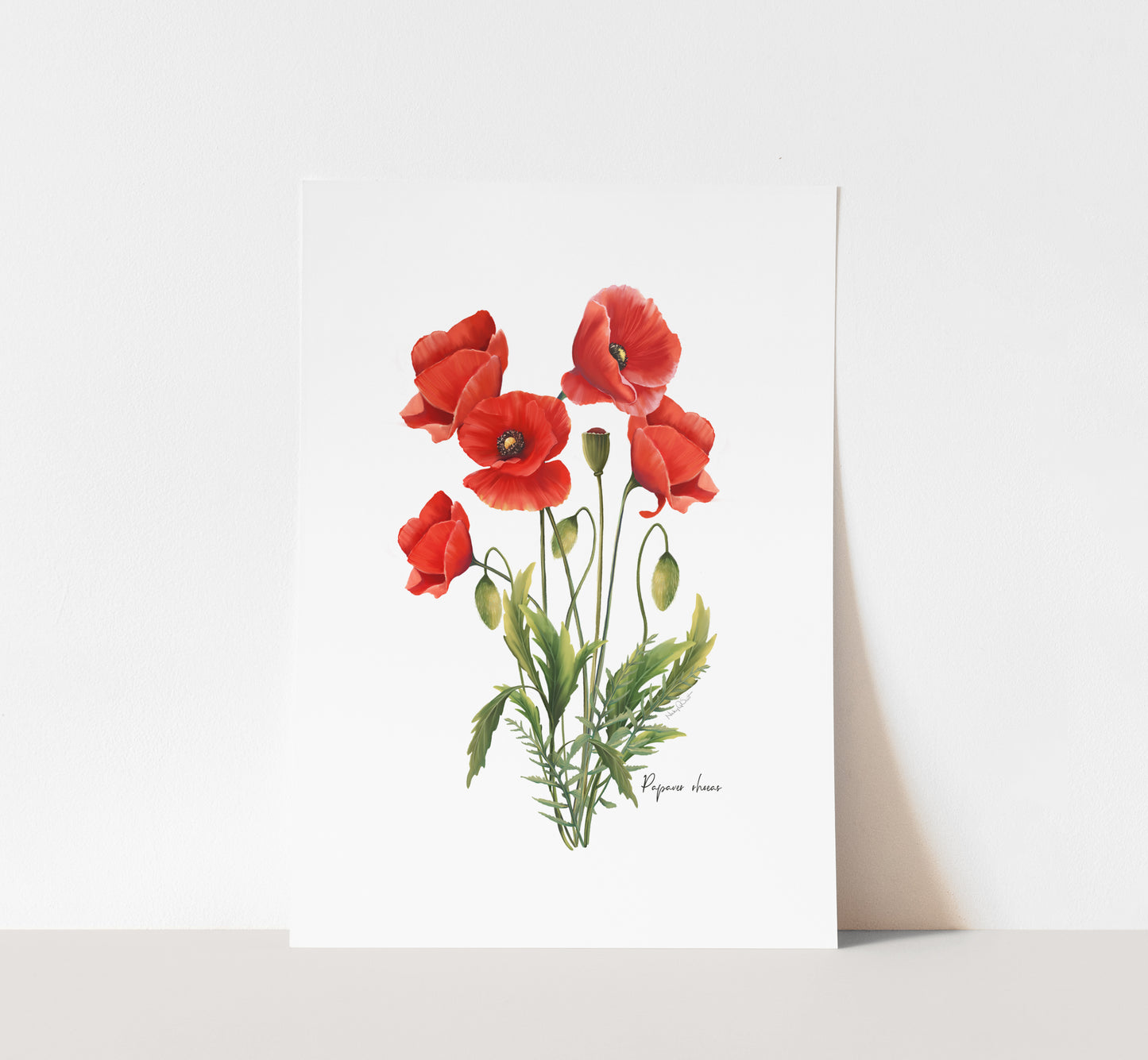 Common Poppies Flower Art Print - Studio Q - Art by Nicky Quartermaine Scott