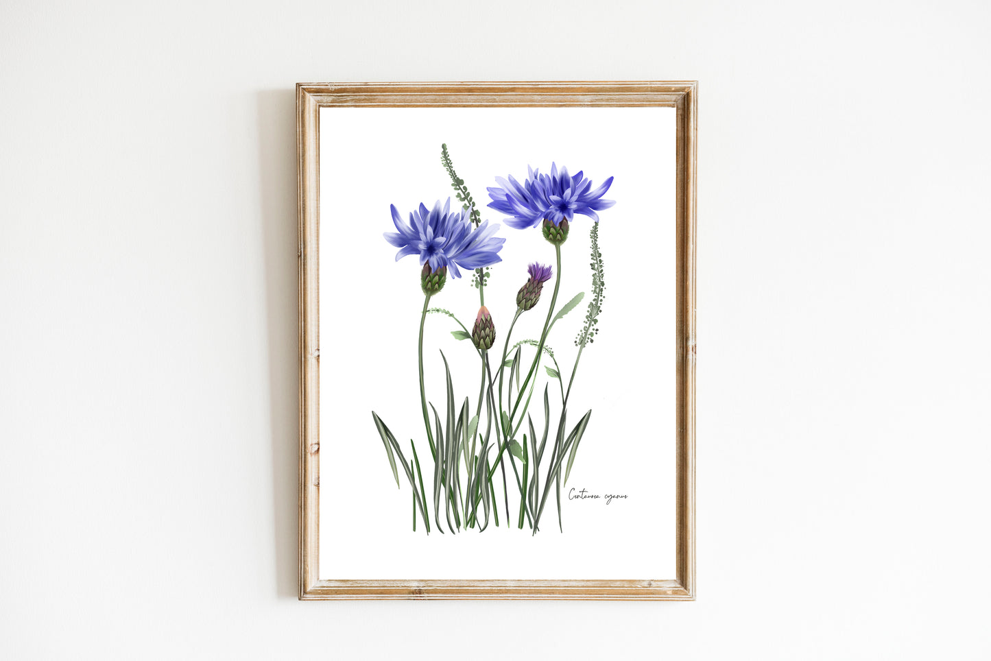 Cornflower in Grasses Wall Art Print - Studio Q - Art by Nicky Quartermaine Scott