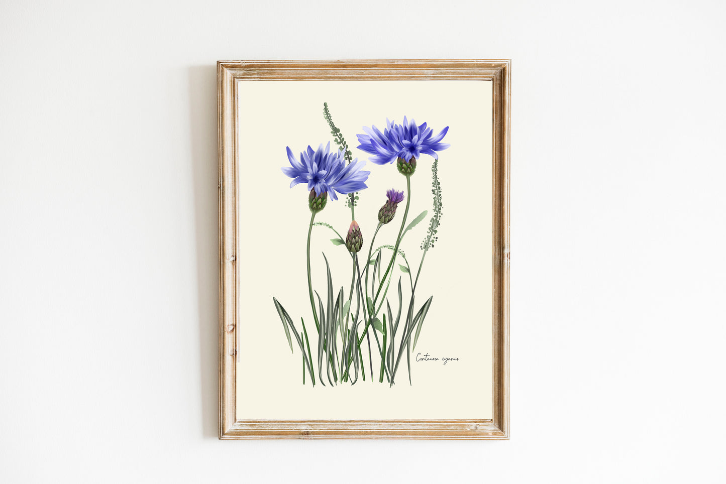 Cornflower in Grasses Wall Art Print - Studio Q - Art by Nicky Quartermaine Scott