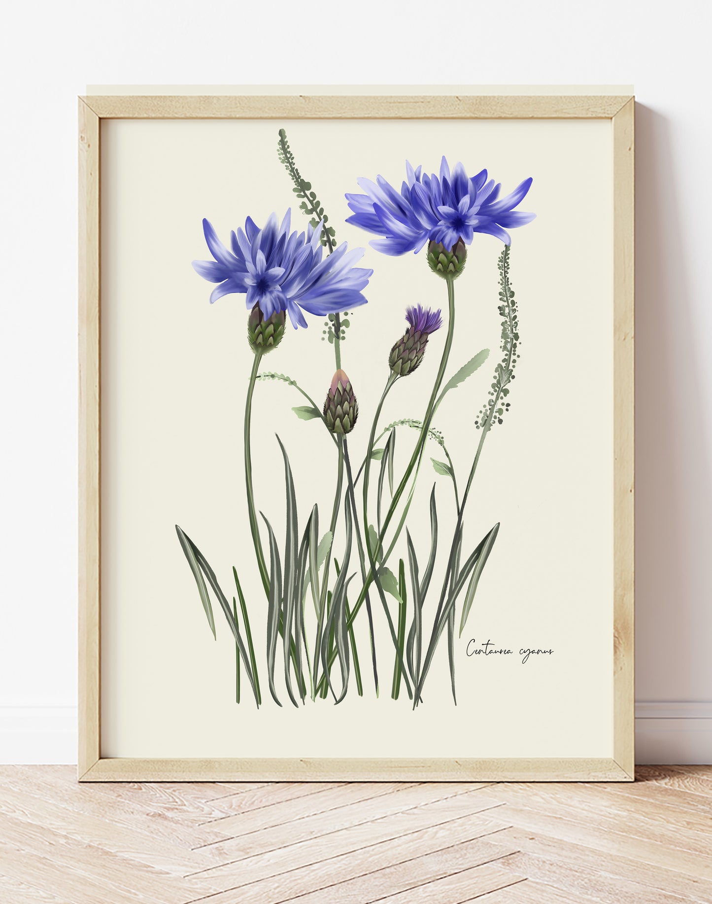 Cornflower in Grasses Wall Art Print - Studio Q - Art by Nicky Quartermaine Scott