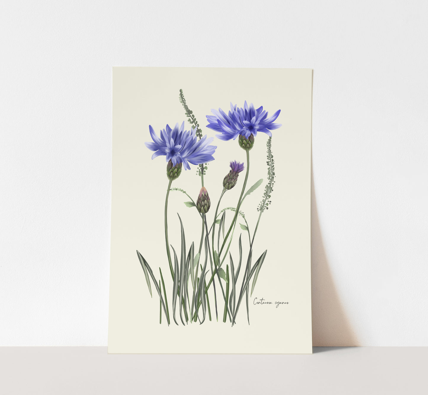 Cornflower in Grasses Wall Art Print - Studio Q - Art by Nicky Quartermaine Scott