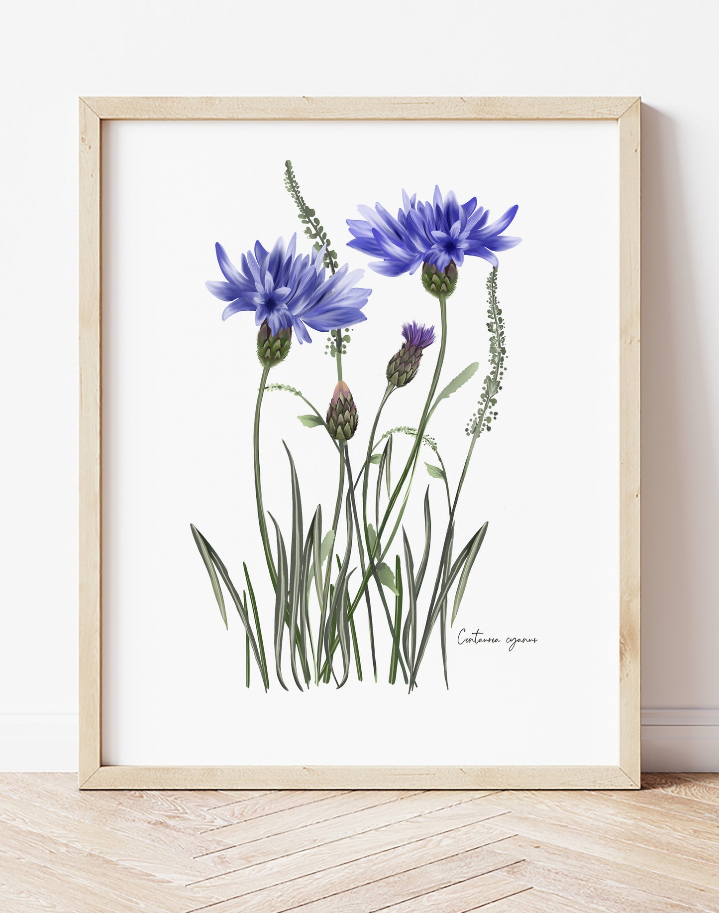 Cornflower in Grasses Wall Art Print - Studio Q - Art by Nicky Quartermaine Scott