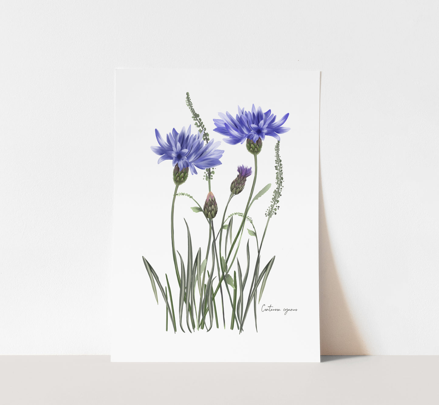 Cornflower in Grasses Wall Art Print - Studio Q - Art by Nicky Quartermaine Scott
