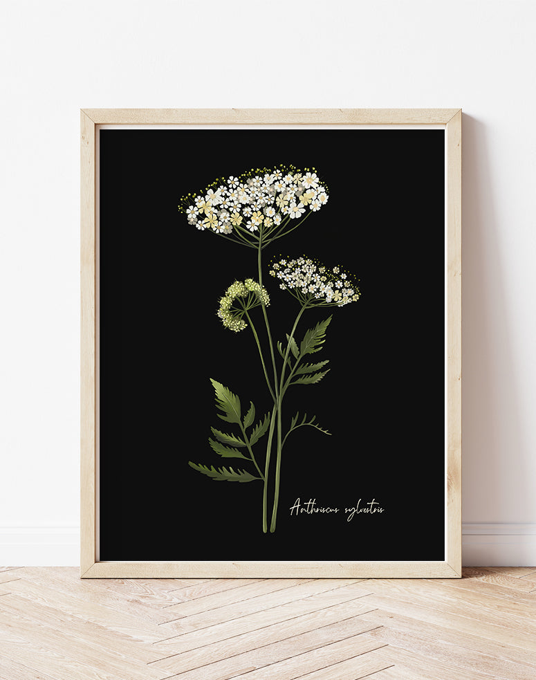 Cow Parsley Flower Art Print - Studio Q - Art by Nicky Quartermaine Scott