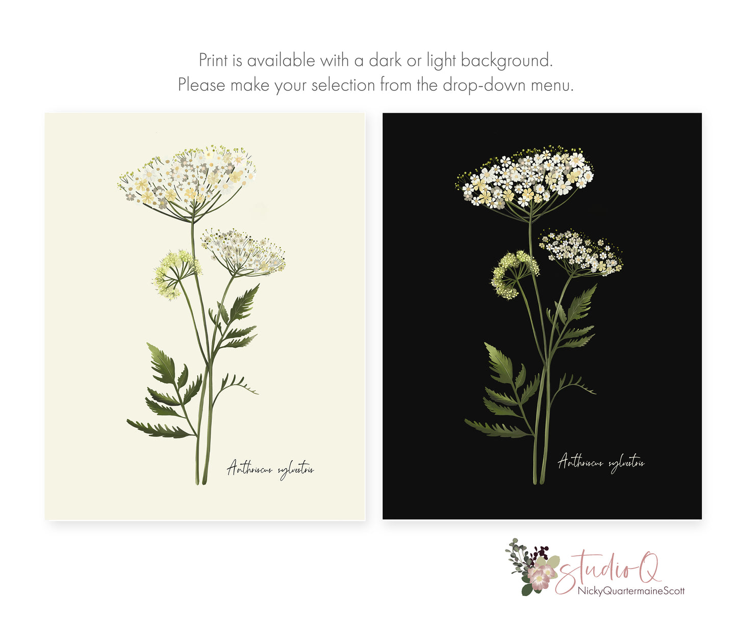 Cow Parsley Flower Art Print - Studio Q - Art by Nicky Quartermaine Scott