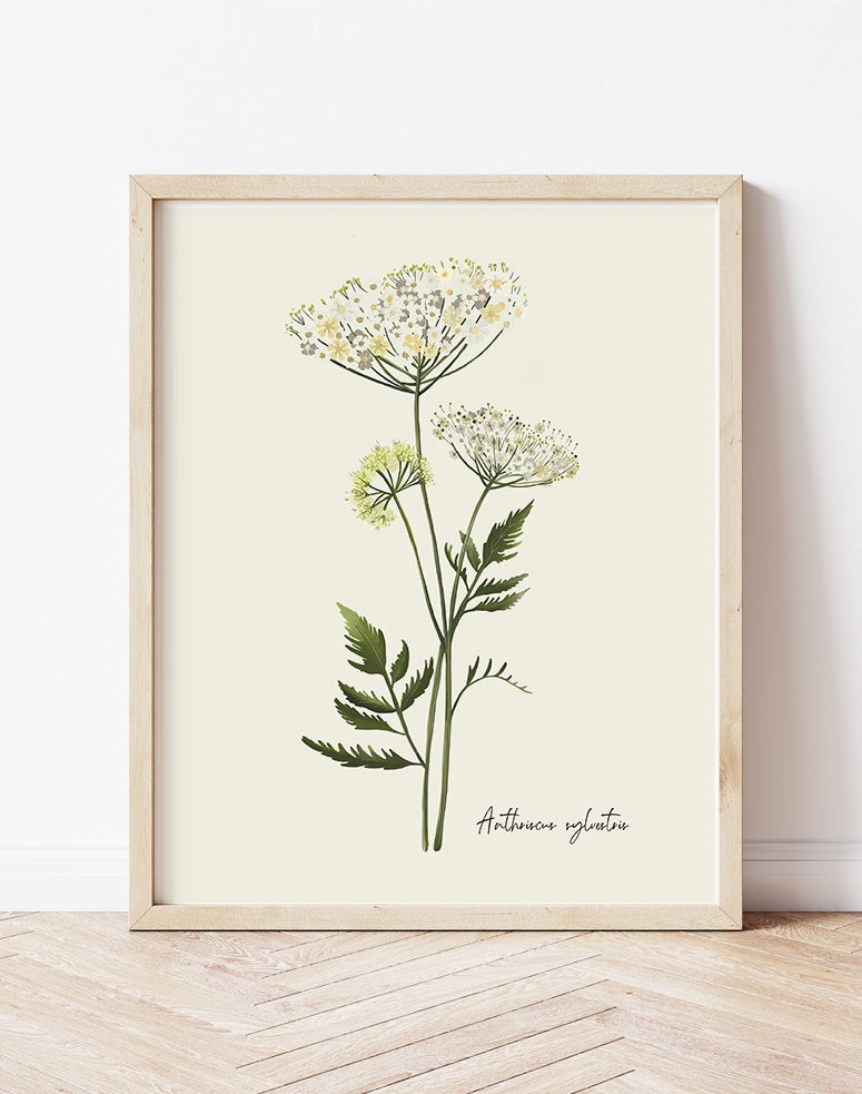 Cow Parsley Flower Art Print - Studio Q - Art by Nicky Quartermaine Scott