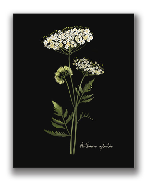 Cow Parsley Flower Art Print - Studio Q - Art by Nicky Quartermaine Scott