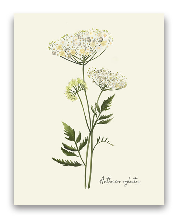 Cow Parsley Flower Art Print - Studio Q - Art by Nicky Quartermaine Scott