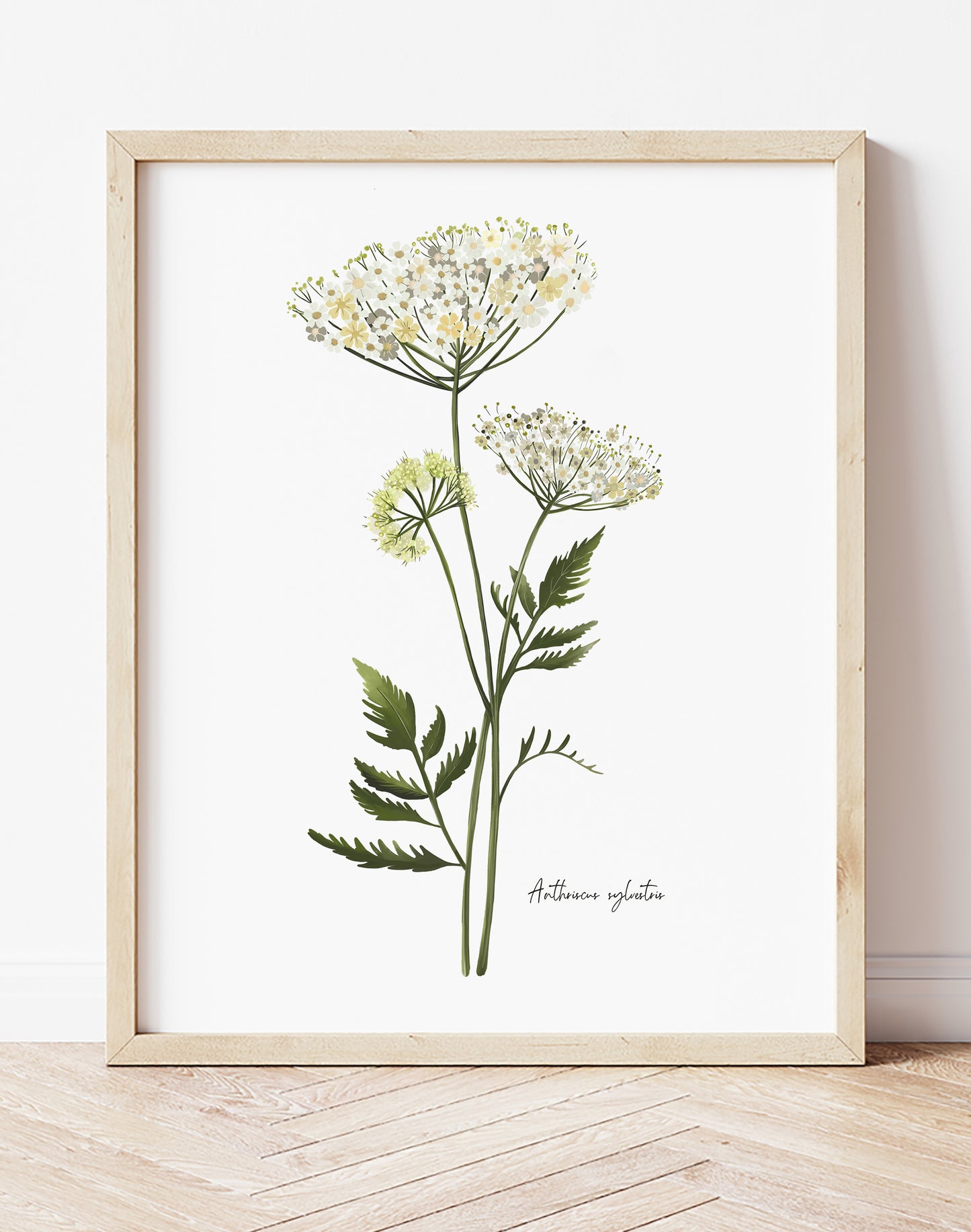 Cow Parsley Flower Art Print - Studio Q - Art by Nicky Quartermaine Scott