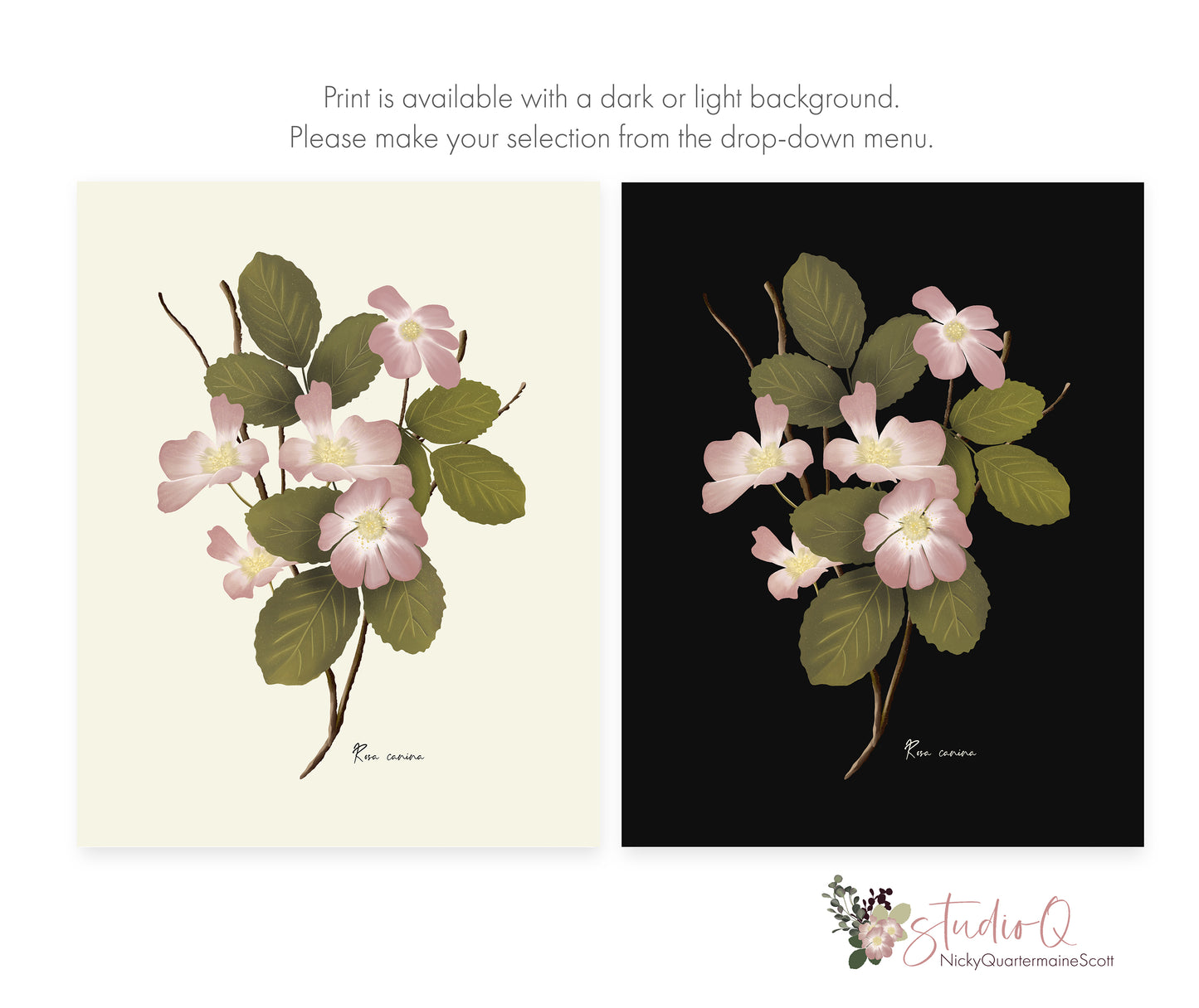 Dog Rose Flower Art Print - Studio Q - Art by Nicky Quartermaine Scott