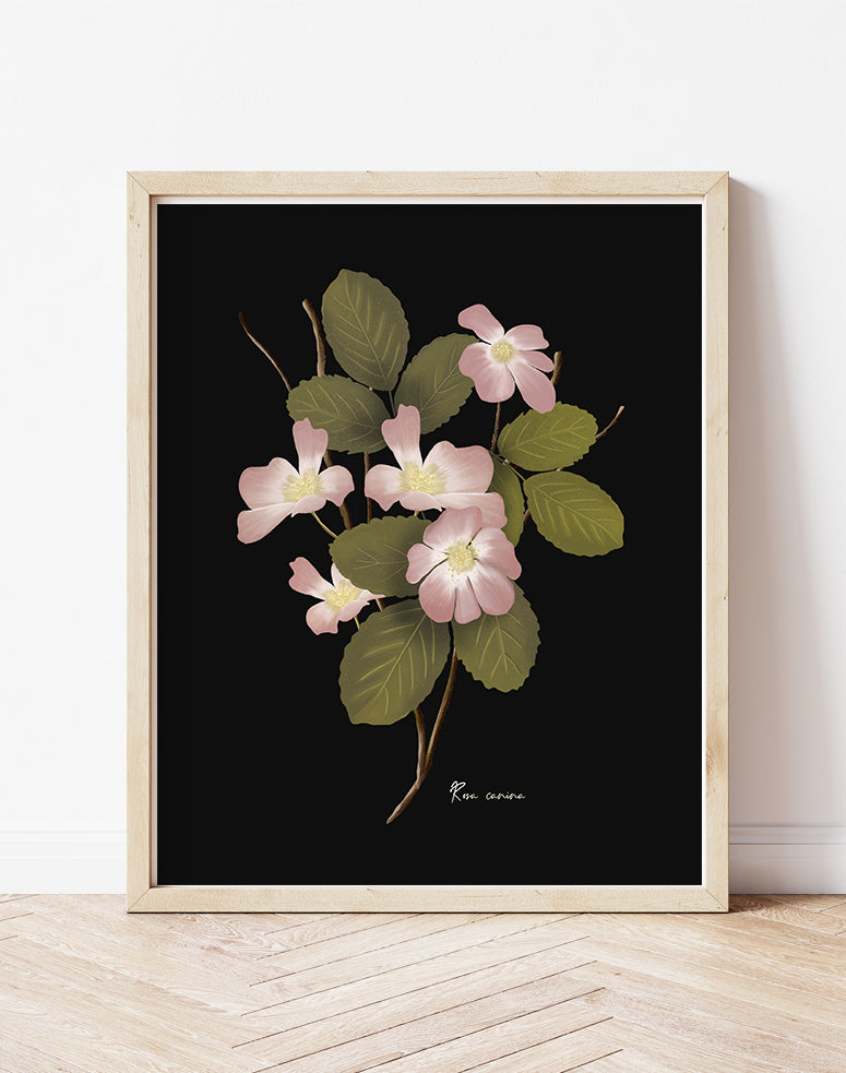 Dog Rose Flower Art Print - Studio Q - Art by Nicky Quartermaine Scott