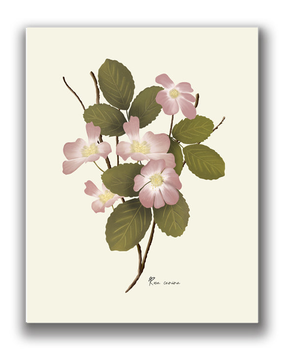 Dog Rose Flower Art Print - Studio Q - Art by Nicky Quartermaine Scott