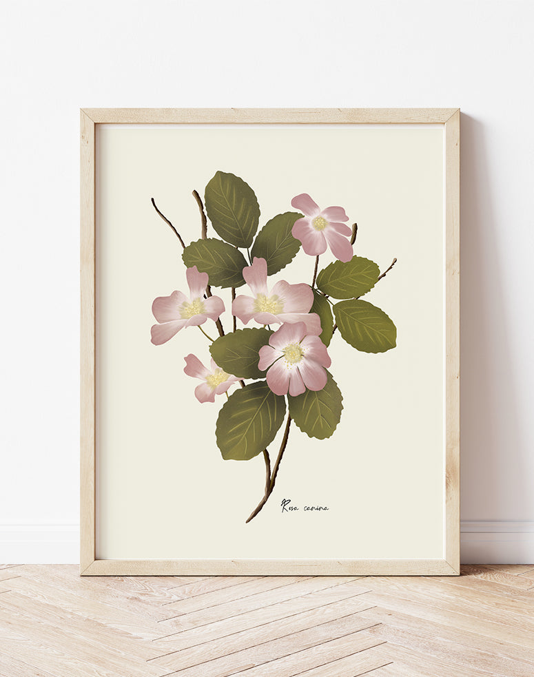 Dog Rose Flower Art Print - Studio Q - Art by Nicky Quartermaine Scott
