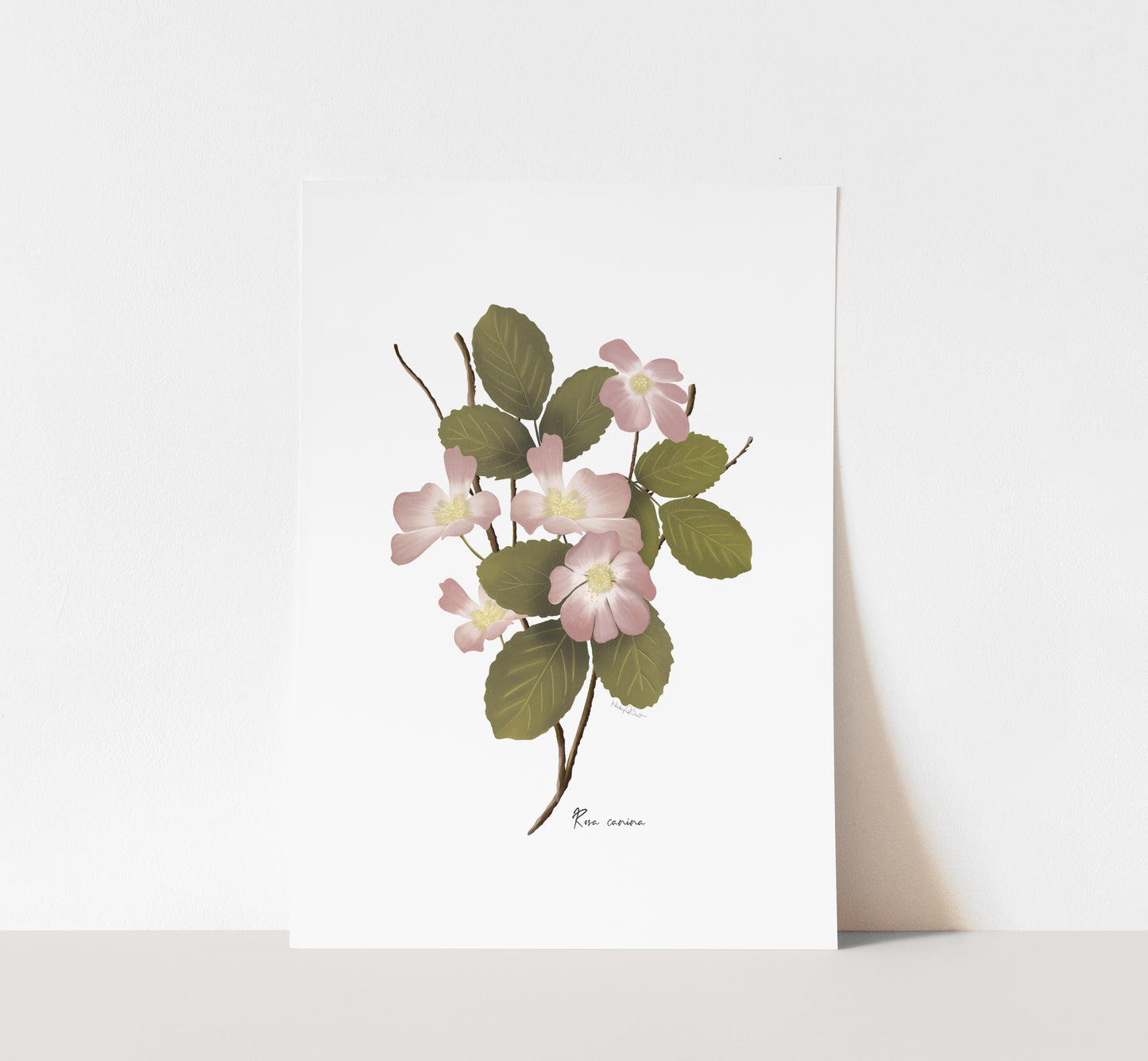 Dog Rose Flower Art Print - Studio Q - Art by Nicky Quartermaine Scott