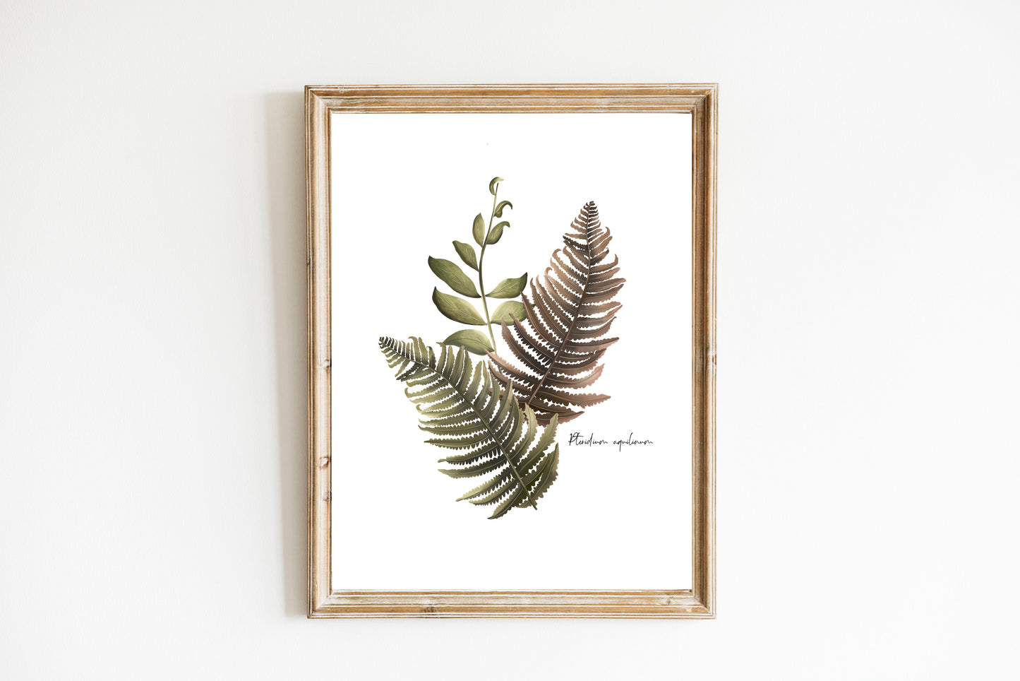 Fern Arrangement Wall Art Print - Studio Q - Art by Nicky Quartermaine Scott
