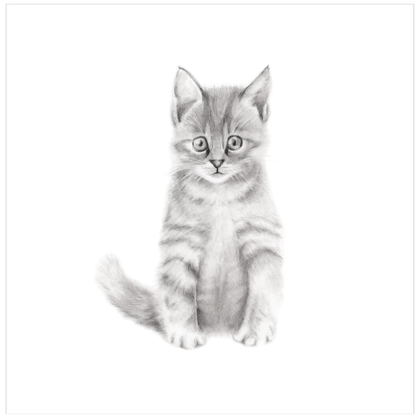 Kitten Pencil Drawing Print - Studio Q - Art by Nicky Quartermaine Scott