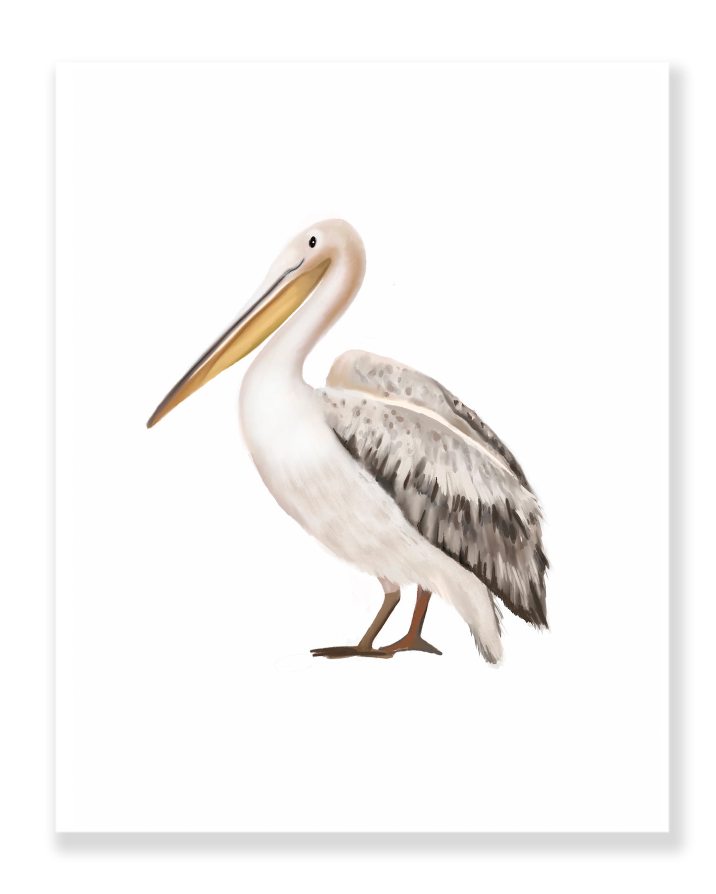 Pelican Art Print - Studio Q - Art by Nicky Quartermaine Scott