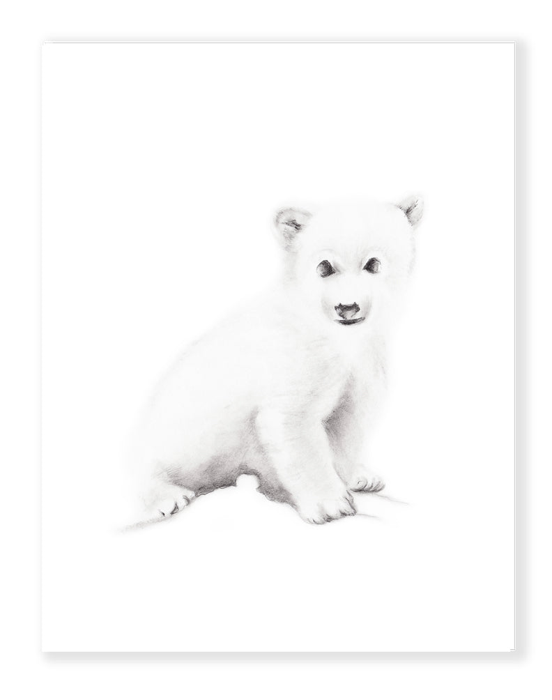 Polar Bear Pencil Drawing Print - Studio Q - Art by Nicky Quartermaine Scott
