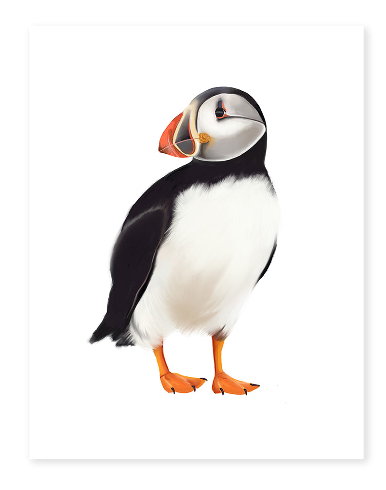 Puffin Bird Art Print- Studio Q - Art by Nicky Quartermaine Scott