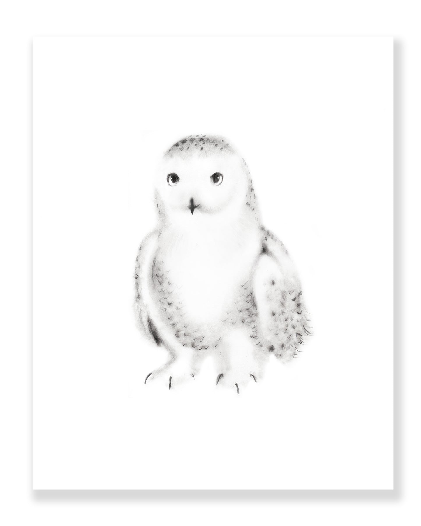 Snowy Owl Pencil Drawing Print - Studio Q - Art by Nicky Quartermaine Scott