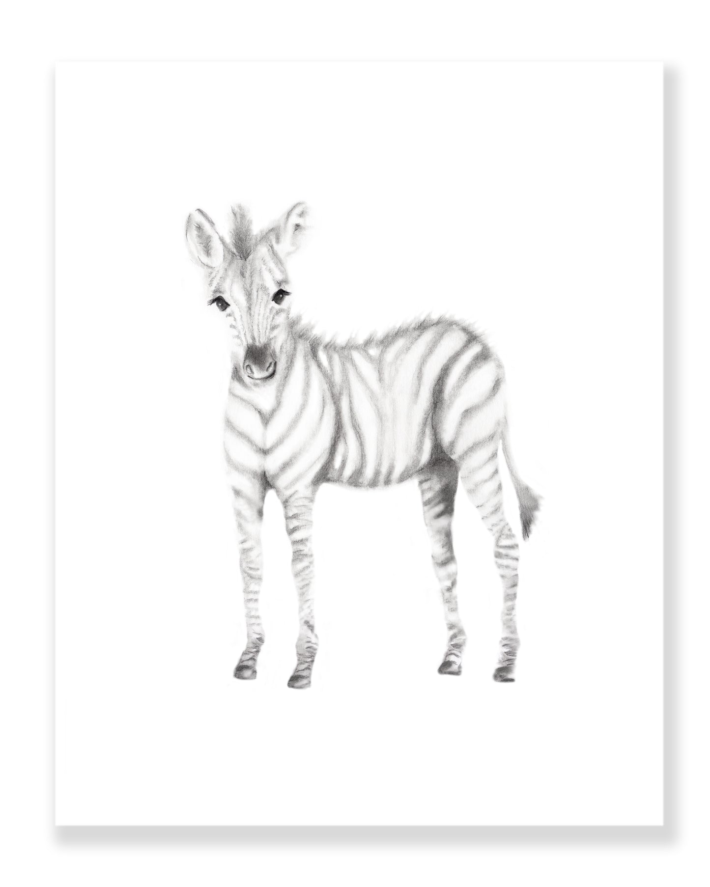 Zebra Pencil Drawing Print - Studio Q - Art by Nicky Quartermaine Scott