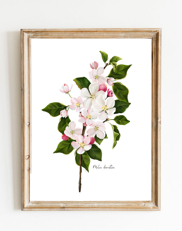 Apple Blossom Wall Art Print – Studio Q - Art by Nicky Quartermaine Scott