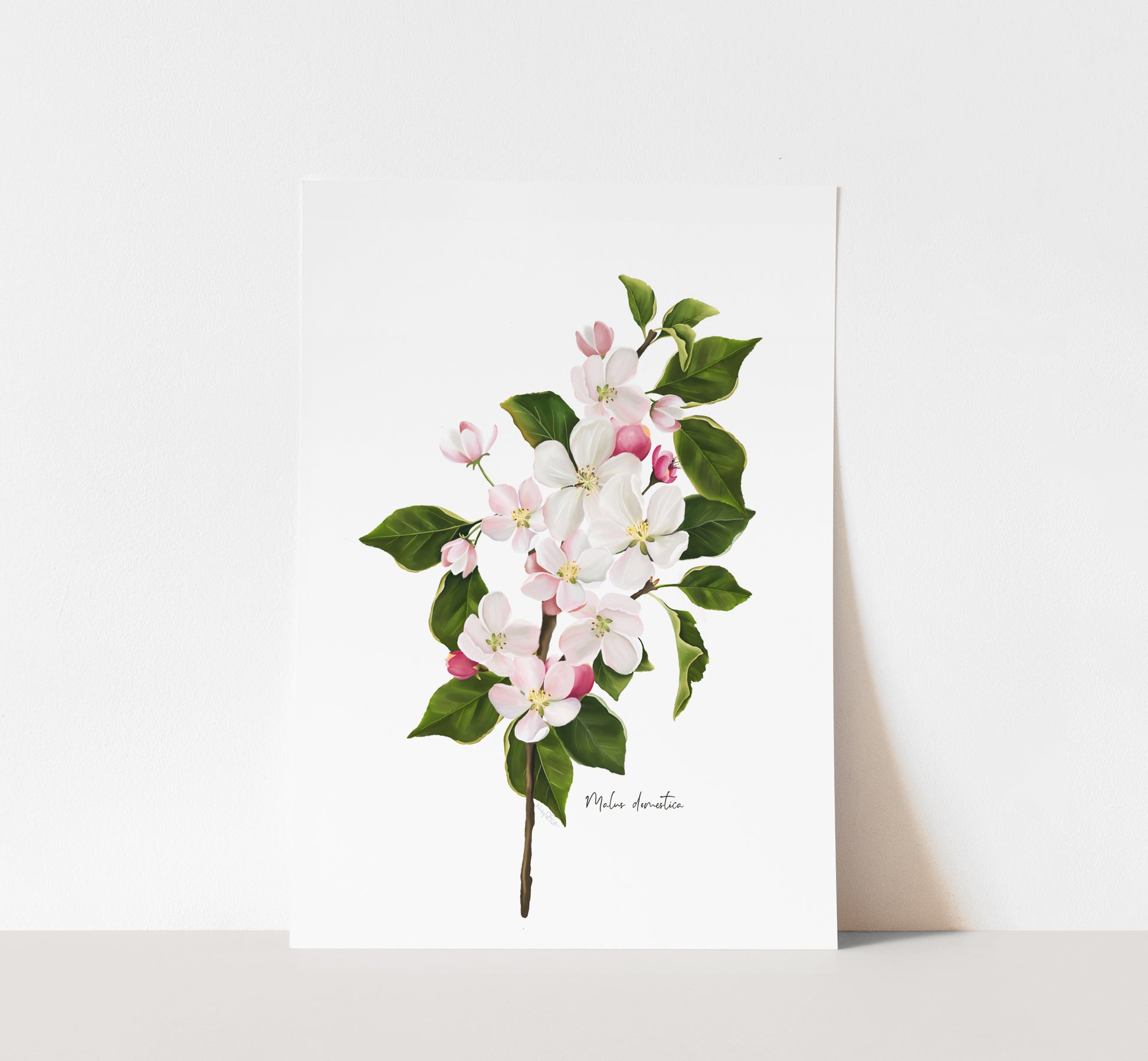 Apple Blossom Wall Art Print - Studio Q - Art by Nicky Quartermaine Scott