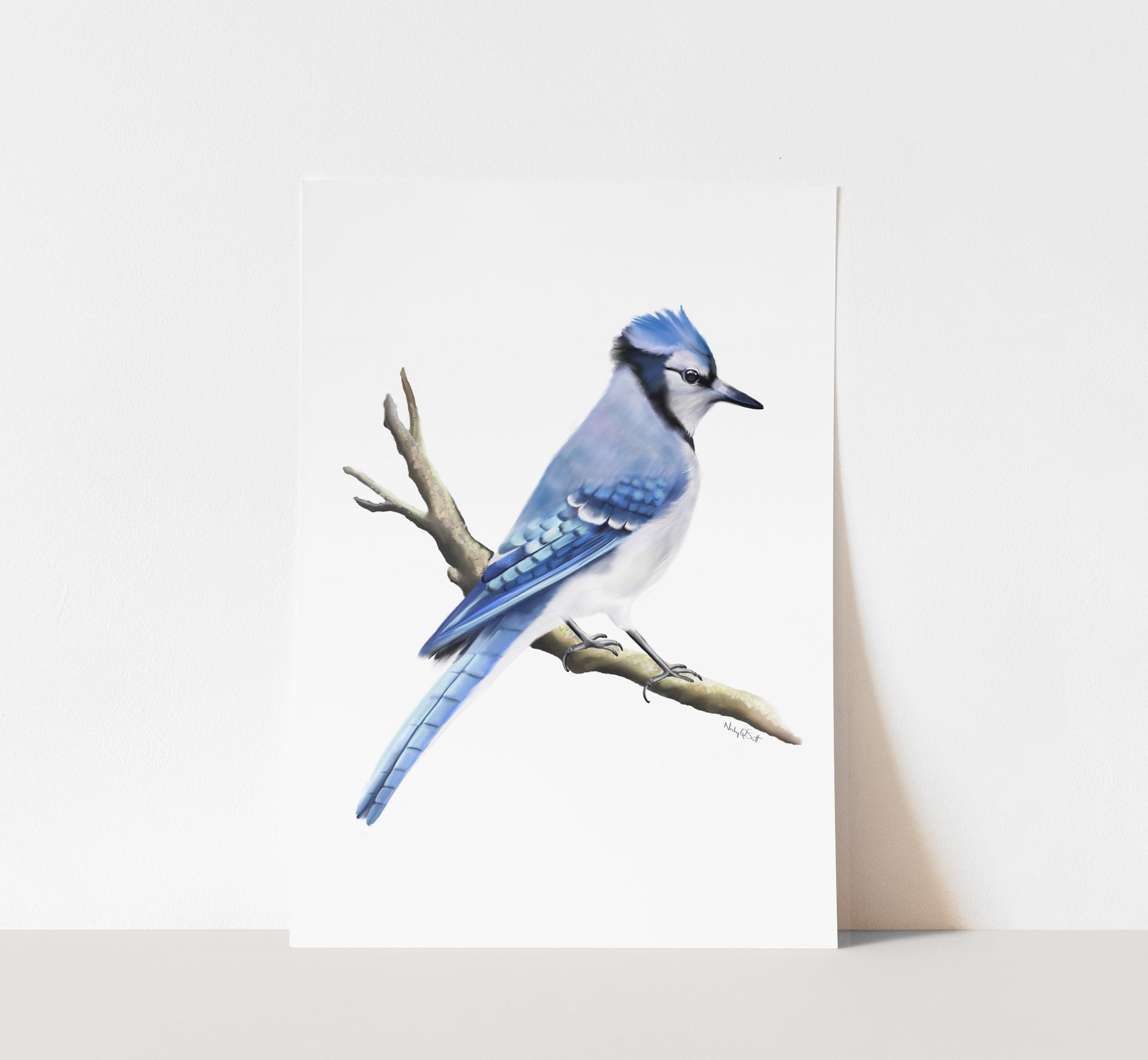 Blue Jay Bird on Branch Art Print - Studio Q - Art by Nicky Quartermaine Scott