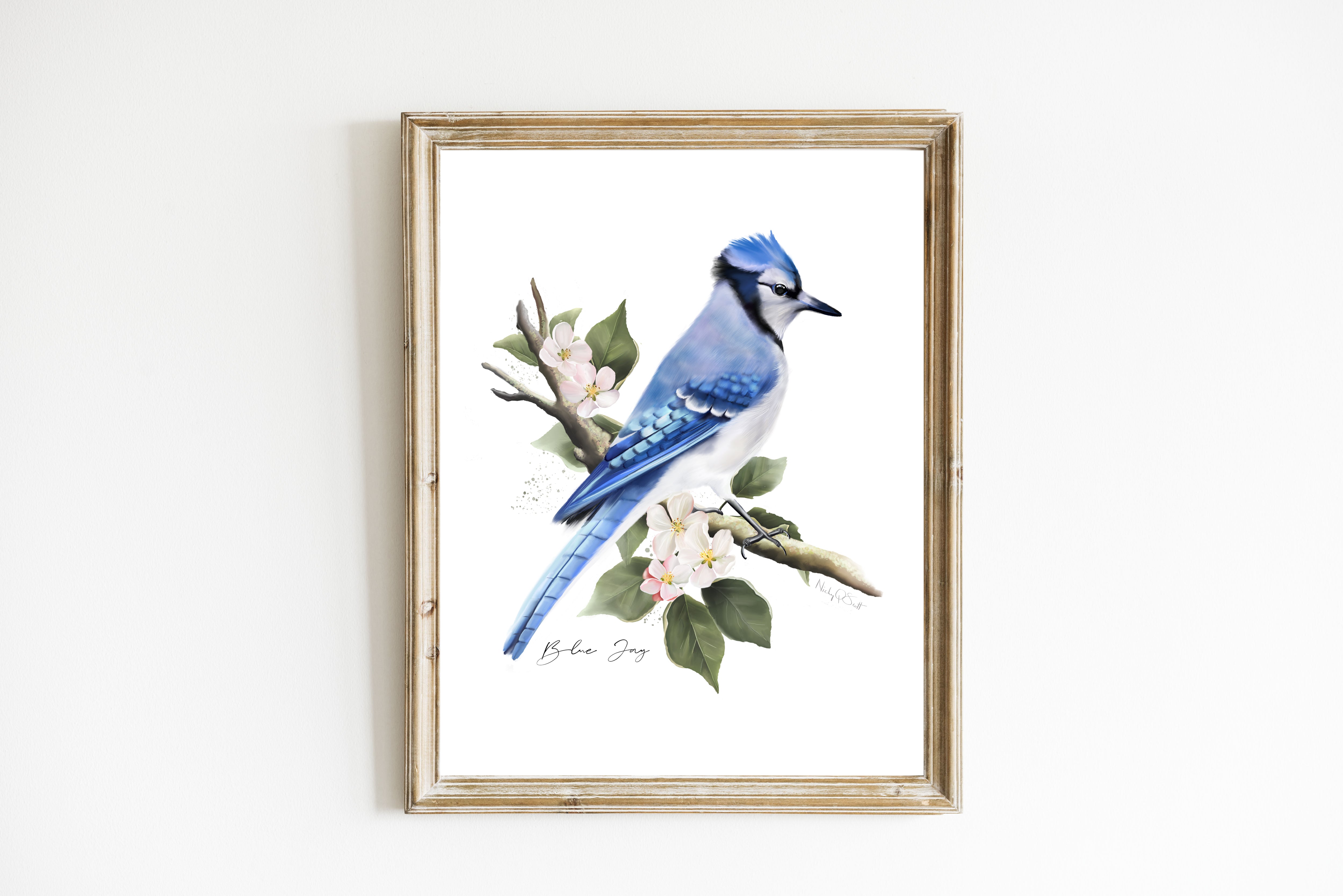 Blue Jay Bird Art Print – Studio Q - Art by Nicky Quartermaine Scott