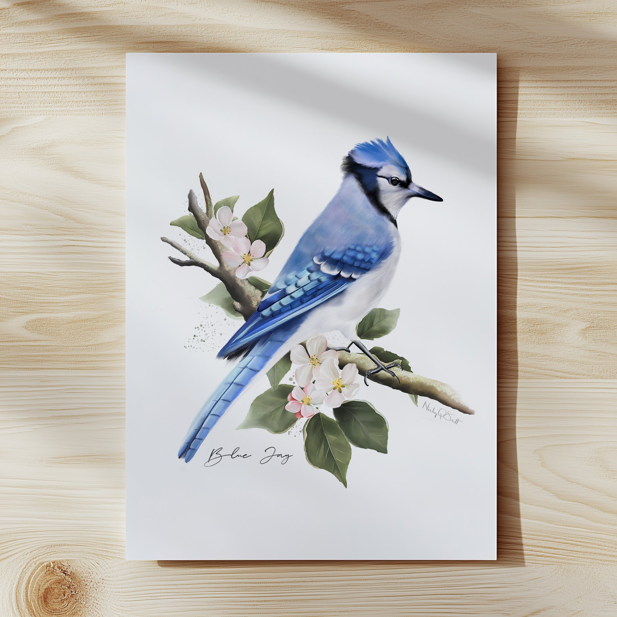 Blue Jay Bird Art Print – Studio Q - Art by Nicky Quartermaine Scott