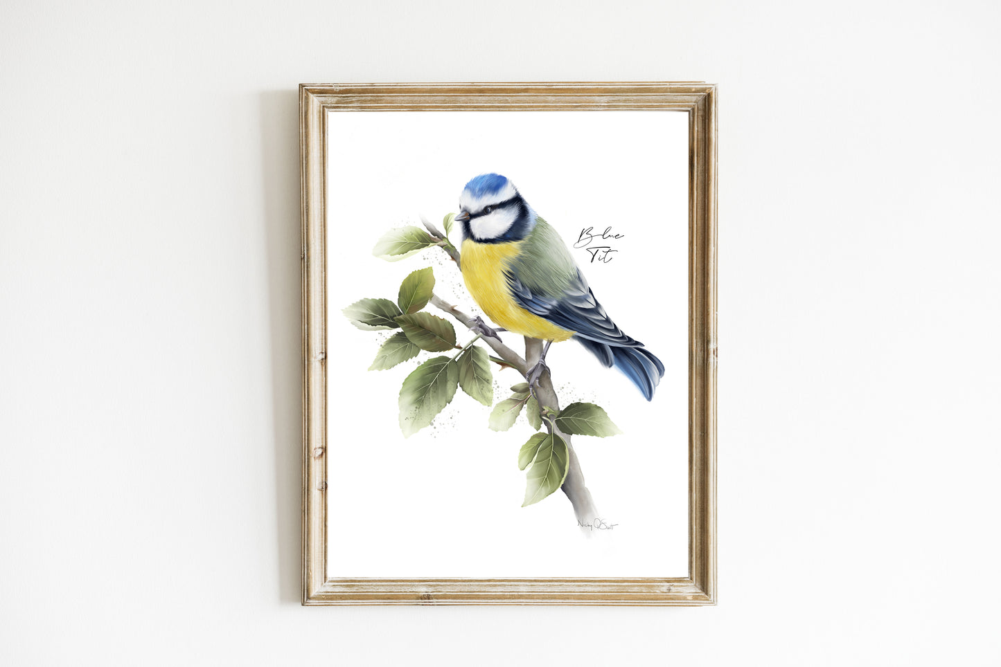 Blue Tit Bird Art Print