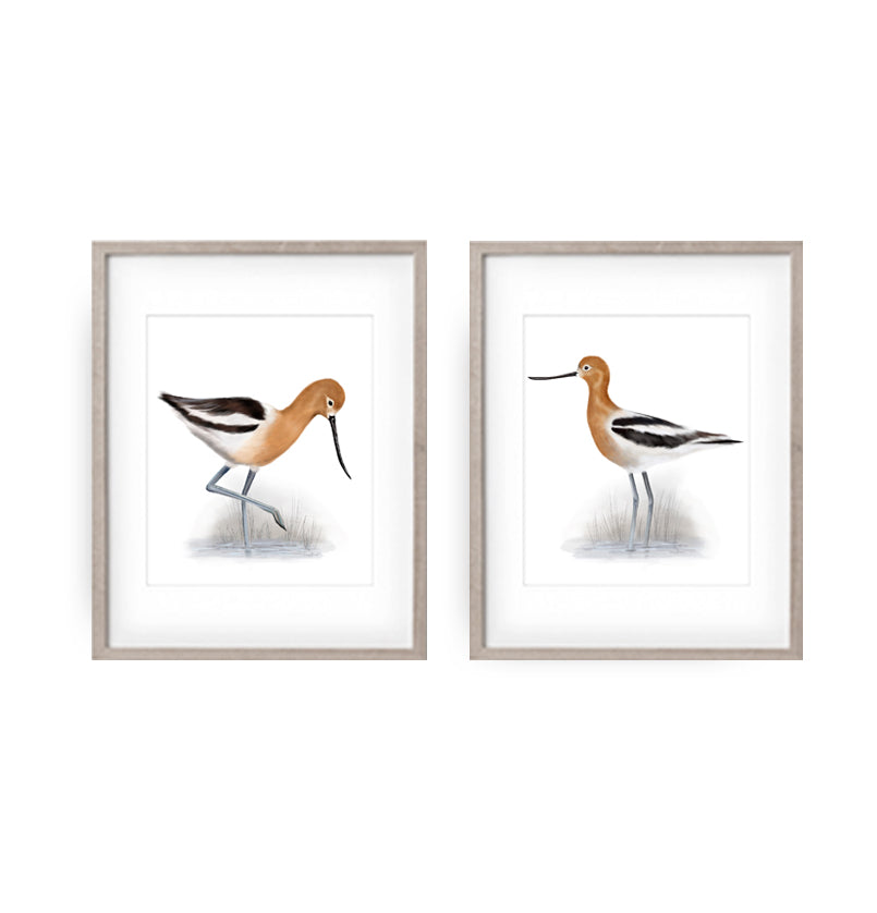 American Avocet Bird Art Prints- Set of 2 - Studio Q - Art by Nicky Quartermaine Scott