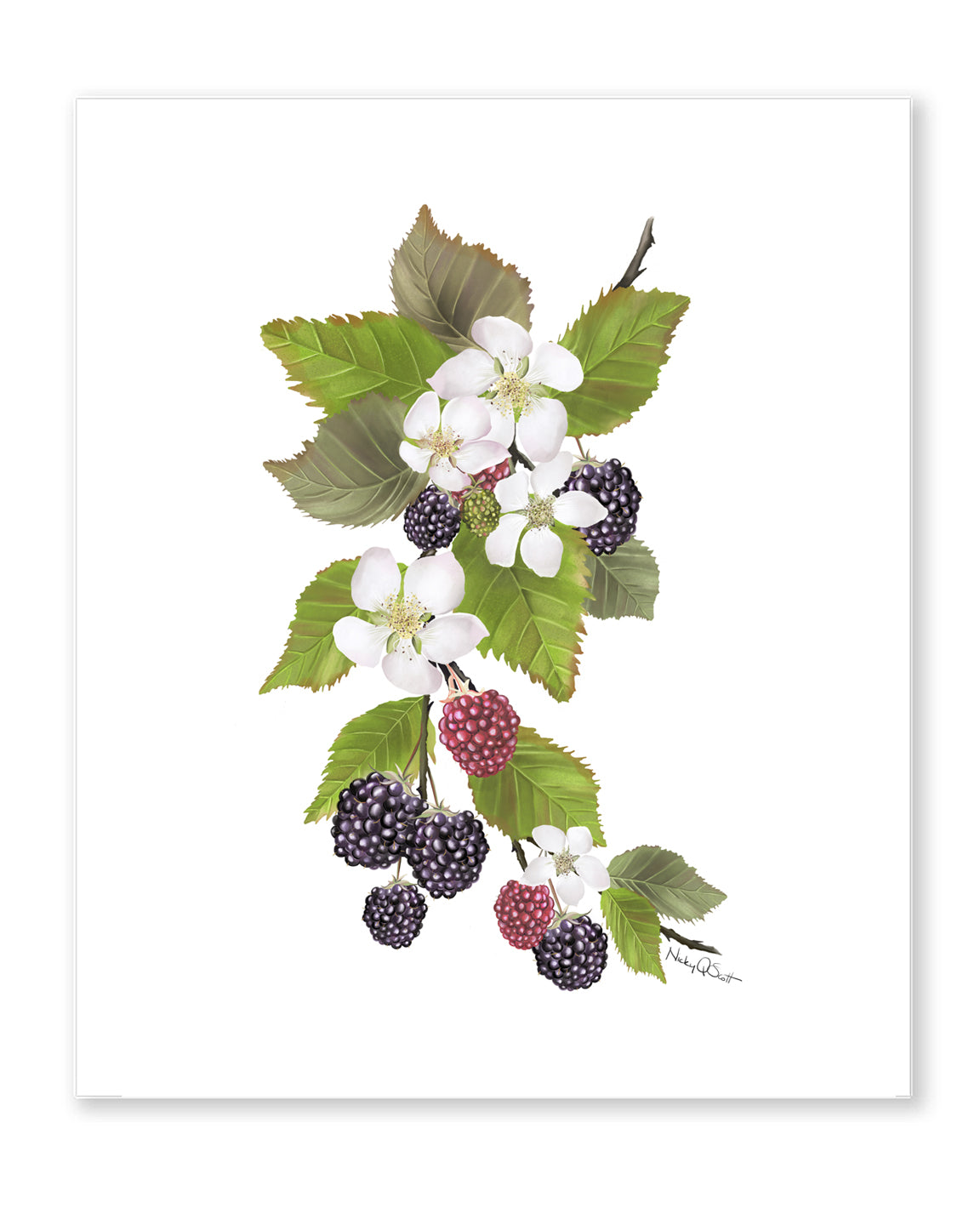 Blackberries Art Print - Studio Q - Art by Nicky Quartermaine Scott