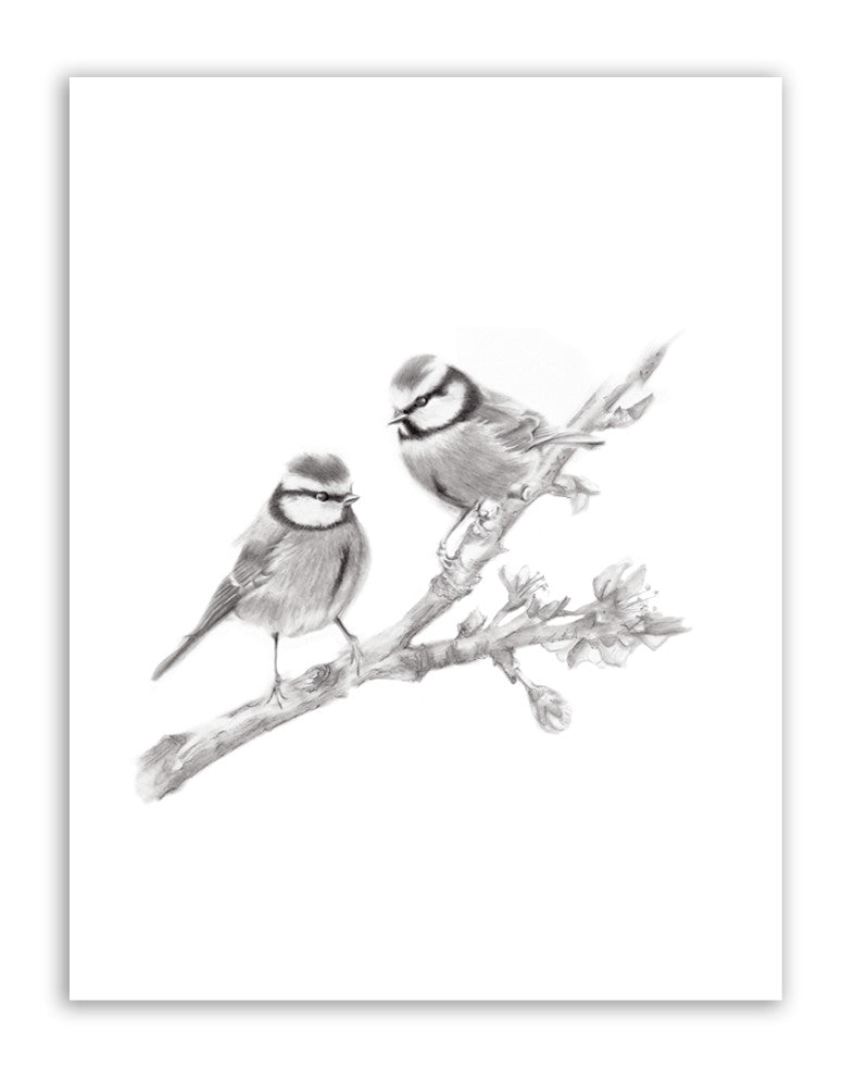 Two Birds on Branch Pencil Drawing Print - Studio Q - Art by Nicky Quartermaine Scott