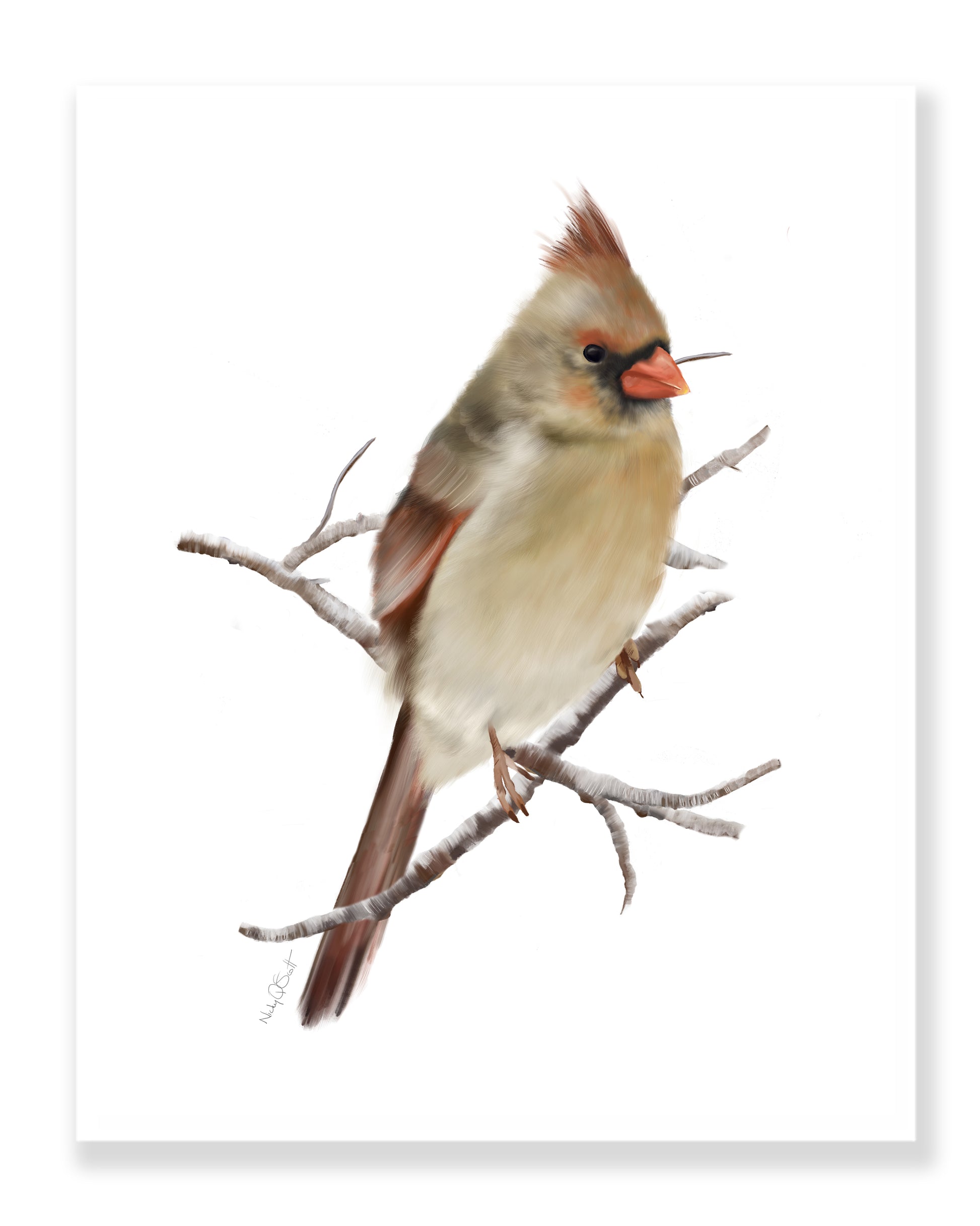 Cardinal Bird Art Prints - Set of 2 - Studio Q - Art by Nicky Quartermaine Scott