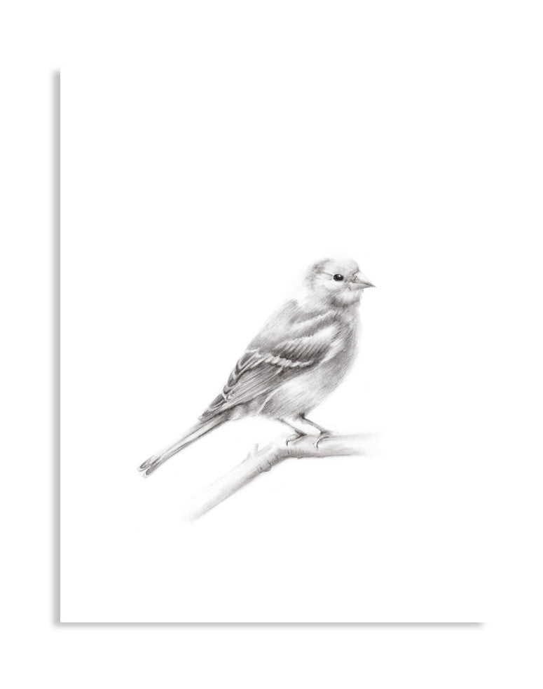 Bird (Chaffinch) Pencil Drawing Print - Studio Q - Art by Nicky Quartermaine Scott